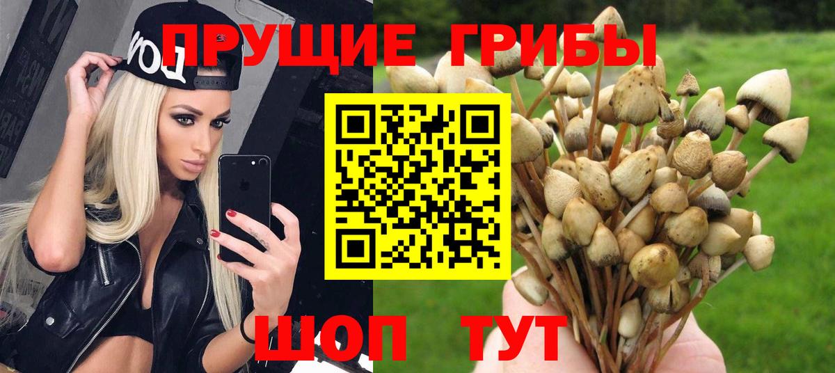 Псилоцибиновые грибы мицелий Усть-Кут